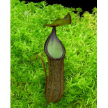 Nepenthes ramispina x hamata BE-4569 - 6132