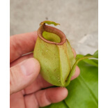 Nepenthes bicalcarata x ampullaria BE-3033 - 6133