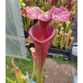Sarracenia x Moorei -- SX112O selected from L18 MK x F88MK, clone O