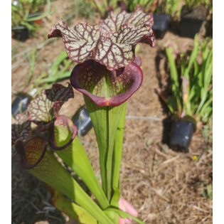 Sarracenia x Moorei -- SX112X selected from L18 MK x F88MK, clone X