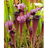 (Rudolf 2 x leucophylla Milton) x Inspiration-sx44X - 6144