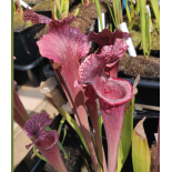 (Rudolf 2 x leucophylla Milton) x Inspiration-sx44X - 6145