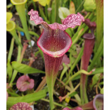 (Rudolf 2 x leucophylla Milton) x Inspiration-sx44@ - 6149