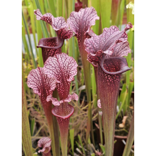 (Rudolf 2 x leucophylla Milton) x Inspiration-sx44X