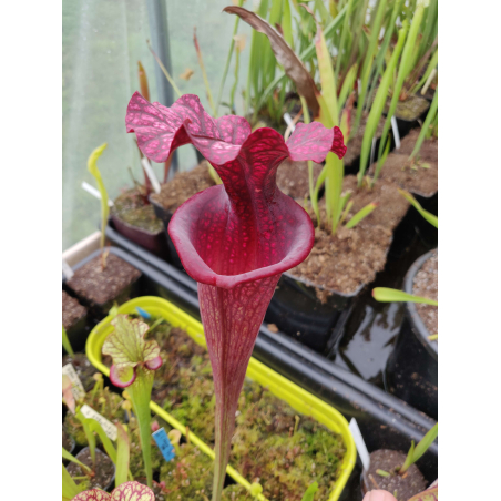Sarracenia 'Crimson Web'