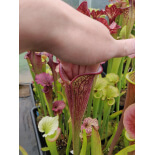 Sarracenia 'Crimson Web' - 6156