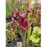 Sarracenia 'Crimson Web' - 6157