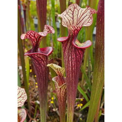 Sarracenia 'French Shadow'-Hybrides Cédric Carnivore's