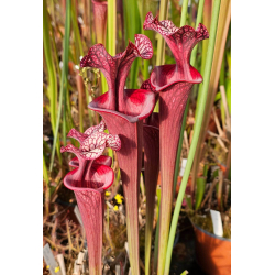 Sarracenia 'French Shadow'-Hybrides Cédric Carnivore's