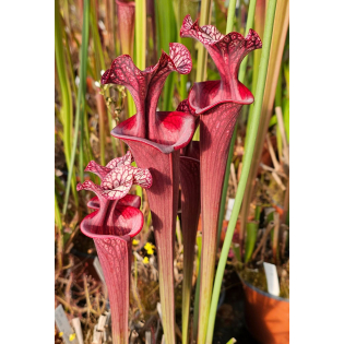 Sarracenia 'royal ruby' x S.x Moorei -- W FL, S. flava var. rugelii x leucophylla (H31,Mike king)