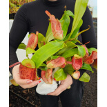 Nepenthes ampullaria 'Lime Twist' BE-3390 - 6161