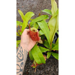 Nepenthes ampullaria 'Lime Twist' BE-3390 - 6162