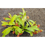 Nepenthes ampullaria 'Lime Twist' BE-3390 - 6163