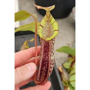 Nepenthes spectabilis x platychila BE-3760