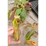 Nepenthes veitchii x maxima – clones variés BE-4061 - 6168