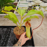 Nepenthes veitchii x lowii - from cuttings BE-4508 - 6169