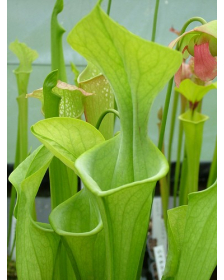 S. oreophila -- green form,small veins