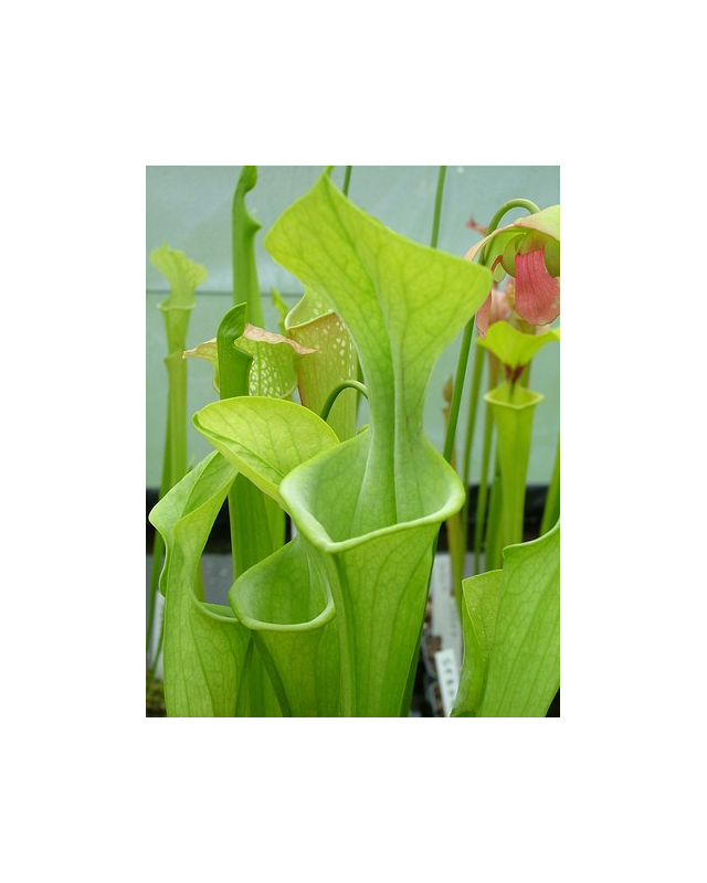 S. oreophila -- green form,small veins