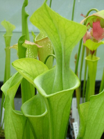 S. oreophila -- green form,small veins