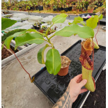 Nepenthes veitchii x lowii - from cuttings BE-4508 - 6170
