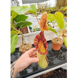 Nepenthes veitchii x lowii - from cuttings BE-4508 - 6171