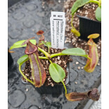 Nepenthes (lowii x macrophylla) x robcantleyi BE 4022 - 6172