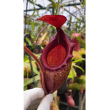 Nepenthes rajah x mira -- clones assortis BE-3518 - 6173