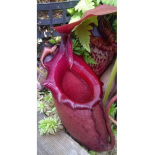 Nepenthes rajah x mira -- clones assortis BE-3518 - 6175