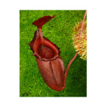 Nepenthes rajah x mira -- clones assortis BE-3518 - 6176