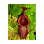 Nepenthes rajah x mira -- clones assortis BE-3518 - 6177