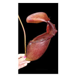 Nepenthes rajah x mira -- clones assortis BE-3518 - 6178