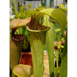 S. oreophila -- Giant-Sarracenia oreophila