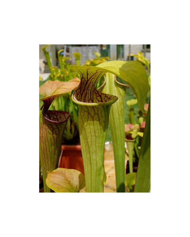 S. oreophila -- Giant-Sarracenia oreophila