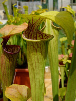 S. oreophila -- Giant