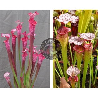 Sarracenia. ‘l1a’ pink stabilo x SXM31 S.x Moorei -- 'Adrian Slack'