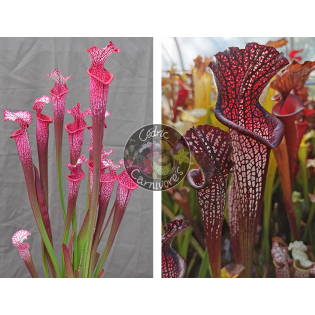 Sarracenia ‘l1a’ pink stabilo x S. leucophylla -- black sheer
