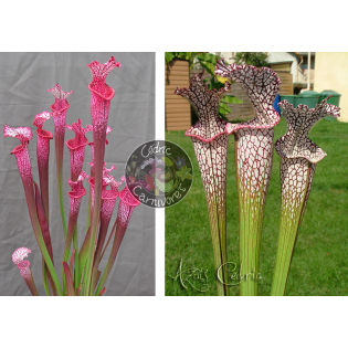 Sarracenia ‘l1a’ pink stabilo x SL04 S. leucophylla -- helmut´s Delight