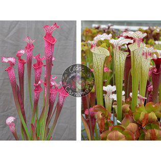 Sarracenia ‘l1a’ pink stabilo x S. ‘Iamsatyricon’
