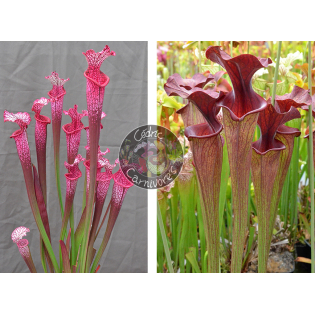Sarracenia ‘l1a’ pink stabilo x SF010 S. flava var. ornata -- solid red throat (MK F88) x SXM61 S.x Moorei -- “Timothy King” cl1