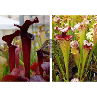 SX113 S. 'Black Widow’ x SXM61 S.x Moorei -- “Timothy King”