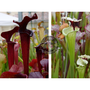 SX113 S. 'Black Widow’ x SXM74 S.x Moorei "A Porais"