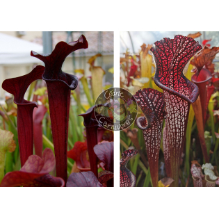 SX113 S. 'Black Widow’ x S. leucophylla -- black sheer