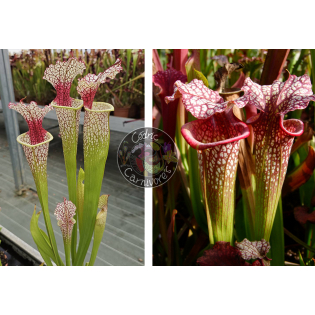 SXM54 S.x Moorei -- "Conecuh, Covington Co. A x SXM64 S.x Moorei -- 'Helen Mary'