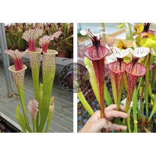 SXM54 S.x Moorei -- "Conecuh, Covington Co. A x S.'Tresor de l'argonne'