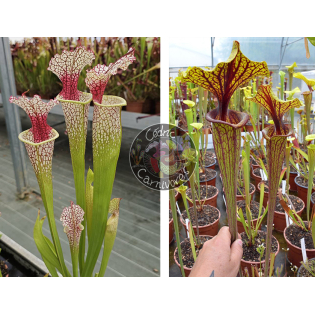 SXM54 S.x Moorei -- "Conecuh, Covington Co. A x Sarracenia flava var. ornata “Mega Ornata”