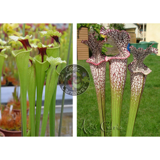 (SXM61 S.x Moorei -- “Timothy King” x SXM74 S.x Moorei "A Porais") x  SL04 S. leucophylla -- helmut´s Delight