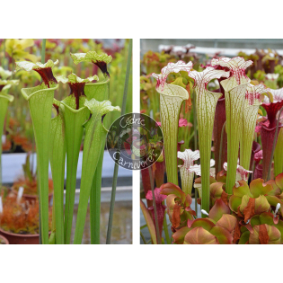 (SXM61 S.x Moorei -- “Timothy King” x SXM74 S.x Moorei "A Porais") x  S. ‘Iamsatyricon’