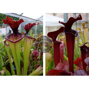 SXM67 S.x Moorei -- 'Esme Cowlard x SX113 S. 'Black Widow’