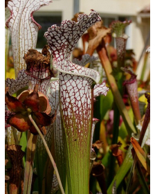 S. leucophylla -- purple and white giant form,Route 71,Nr Altha, N.Florida,W,(AH) (L19,MK)