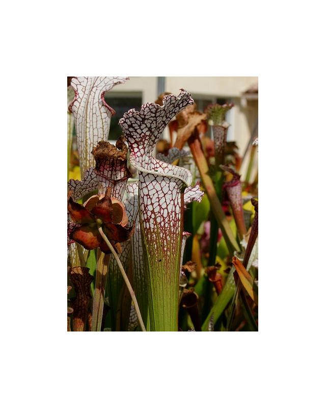 S. leucophylla -- purple and white giant form,Route 71,Nr Altha, N.Florida,W,(AH) (L19,MK)